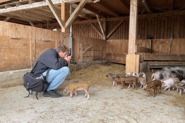 Ein Fotograf fotografiert Schweinchen